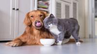 Udemy - Animal Nutrition; Natural Dog Nutrition And Cat Nutrition