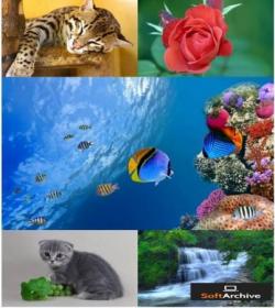 Natur Wallpapers 04