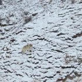 Survival of the Snow Leopard 2020 WEB h264-CAFFEiNE[TGx]