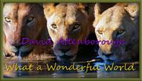 David Attenborough - What a Wonderful World 2011 [MP4-AAC](oan)