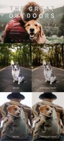 CreativeMarket - Moody Pet Photography Kit Presets 5822617