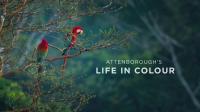 BBC Attenboroughs Life in Colour 2of2 Hiding in Colour 1080p HDTV x265 AAC