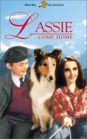 Torna A Casa, Lassie (Di Fred Mcleod Wilcox Con Elizabeth Taylor, Nigel Bruce, Roddy Mac Dowall) (Ita Ing Spa 1943 - Walt Disney)