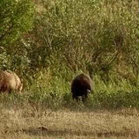 Americas Heartland Wild Prairie Reborn 2021 720p WEB h264-CAFFEiNE[TGx]