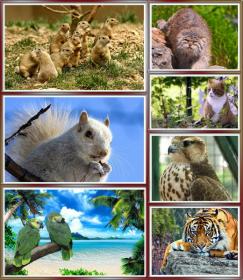 HD Pack Animals Wallpapers [HotWallpapers]