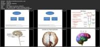 [ CourseHulu.com ] Udemy - Fundamentals of Medical Neuroscience