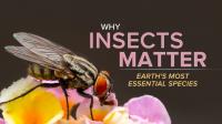 Why Insects Matter Earth’s Most Essential Species