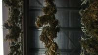 Cannabis Collection - The Business of Drugs - Cannabis
