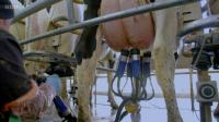 Panorama A Cow's Life The True Cost of Milk MP4 1080p H264 WEBRip EzzRips