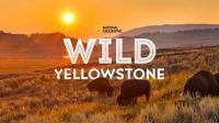 Wild Yellowstone 2020 720p 10bit WEBRip x265-budgetbits