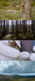 Inside the Forest Seasons of Wonder S01E03 WEBRip x264-XEN0N