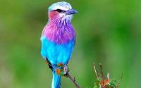 Beautiful Birds Wallpapers