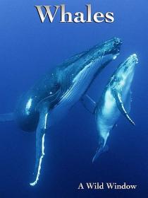 Wild Window_Whales