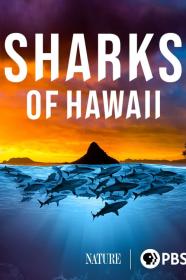 Nature Sharks Of Hawaii (2021) [720p] [WEBRip] [YTS]