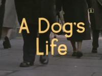 Look At Life A Dogs Life 1960 PDTV x264 AAC MVGroup Forum