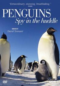 【首发于高清影视之家 】企鹅群里有特务[共3部合集][简繁英双语字幕] BBC Penguins Spy In The Huddle 2013 EP01-EP03 BluRay 1080p DTS-HD MA 2 0 x265 10bit-ALT
