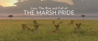 BBC Lion The Rise and Fall of the Marsh Pride 1080p HDTV x265 AAC