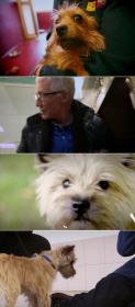 Paul O Grady For The Love Of Dogs S03E10 WEBRip x264-XEN0N