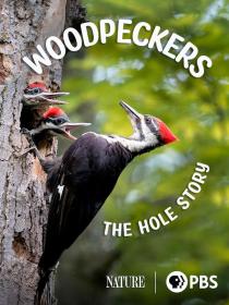 PBS Nature Woodpeckers The Hole Story 1080p WEB x265 AAC MVGroup Forum