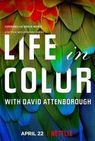 David Attenborough La Vita A Colori S01E01-03 DLMux 2160p E-AC3-AC3 ITA ENG SUBS