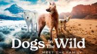 BBC Dogs in the Wild Meet the Family 1080p HDTV x265 AAC