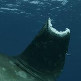 Planet Shark S01E02 Ocean Voyagers 720p AMZN WEB-DL DDP2.0 H.264-NTb[TGx]