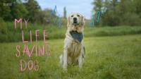 BBC Our Lives 2023 My Life Saving Dog 1080p x265 AAC