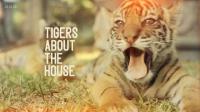 BBC Tigers About the House Series 1 1080p x265 AAC