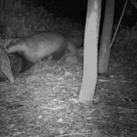 Badgers Their Secret World S01E01 HDTV x264-TORRENTGALAXY[TGx]