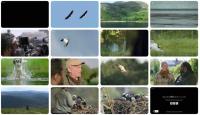 Hamza Strictly Birds of Prey (720p)
