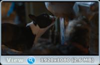 Strays 2023 1080p Blu-ray Remux AVC DTS-HD MA 5.1-HDT