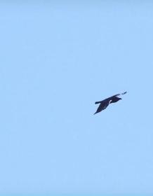 【高清影视之家发布 】乌鸦：天空的流氓[中文字幕] Ravens Rascals of the Skies 2010 1080p WEB-DL H264 AAC-SONYHD