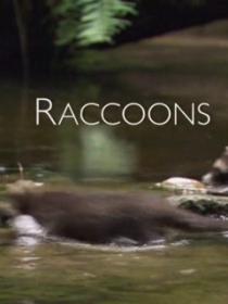 【高清影视之家发布 】浣熊[中文字幕] Raccoons 2013 1080p WEB-DL H264 AAC-SONYHD