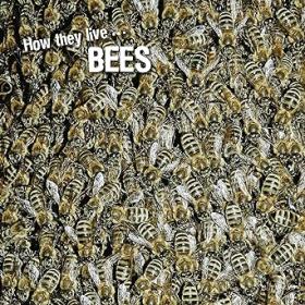 How they live    Bees - Learn All There Is to Know About These Animals!