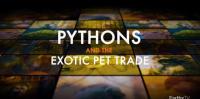 Pythons and the Exotic Pet Trade 1080p HDTV x265 AAC