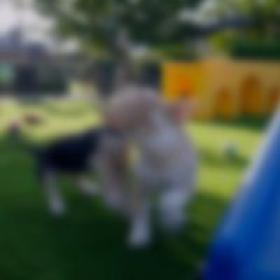 Puppy Bowl XX 2024 1080p WEB h264-EDITH[TGx]