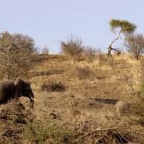 Africa River Wild S01E02 WEB x264-TORRENTGALAXY[TGx]