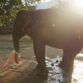 Paul O Gradys Great Elephant Adventure S01E01 1080p HDTV H264-DARKFLiX[TGx]