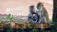 Macaque Island Series 1 3of3 Clash of the Alphas 1080p x265 AAC