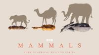BBC Mammals 6of6 Forest 1080p HDTV x265 AAC