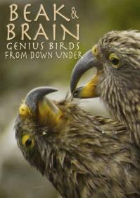 【高清影视之家发布 】喙与脑：使用工具的鸟类[中文字幕] Beak and Brain Genius Birds from Down Under 2013 1080p WEB-DL H264 AAC-SONYHD