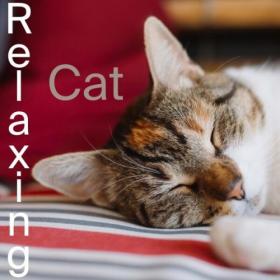 Various Artists - Relaxing Cat (2024) Mp3 320kbps [PMEDIA] ⭐️