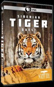 PBS Nature Siberian Tiger Quest (2012) 480p HDTV x264-KarMa