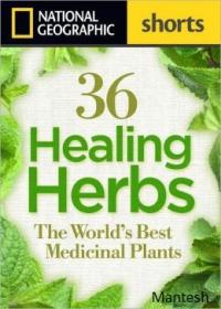 36 Healing Herbs - The World's Best Medicinal Plants -Mantesh