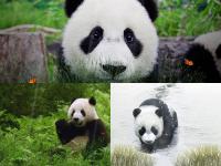 Cute Panda Screensaver - Animated Wallpaper