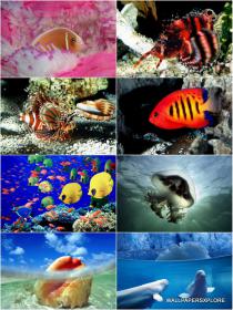 30 Deep Sea Animal Corel Aqua HD Wallpapers