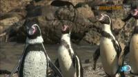 Discovery Channel Penguins Waddle All the Way HDTV XviD-AFG [P2PDL]