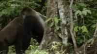 Wild Congo S01E02 King Kongs Lair HDTV x264-C4TV [P2PDL]