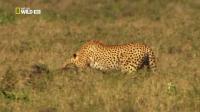 National Geographic Wild Cheetah Fatal Instinct HDTV XviD-AFG [P2PDL]