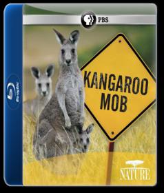 PBS Nature Kangaroo Mob 2012 1080p BDRip H264 AAC - KiNGDOM